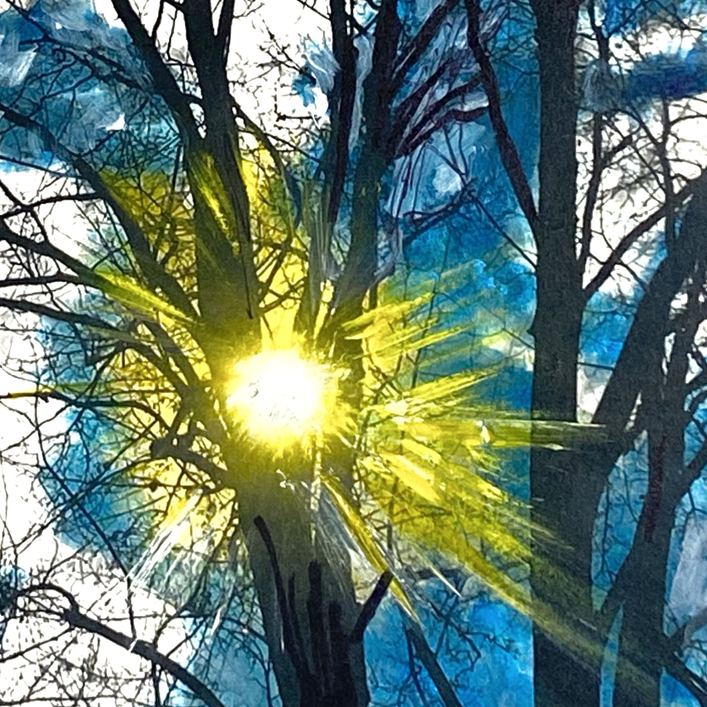 Winter Skies Through Trees